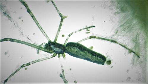 Réf. 279 683 : Tetragnatha sp.